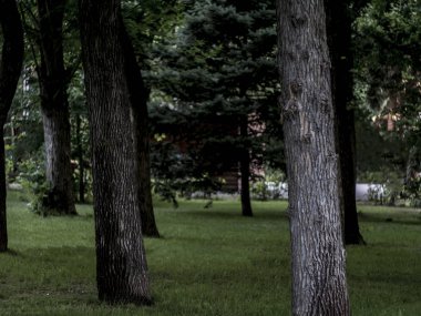 çim çimen ile karanlık karamsar ormandaki ağaçların arasından