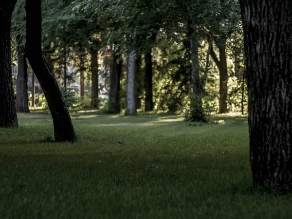 Вид Панораму Темному Лісі Під Деревами Зеленою Травою — стокове фото
