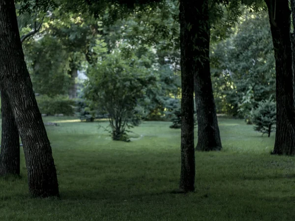 Floresta Escura Espaço Cópia Atmosférica Temperamental — Fotografia de Stock