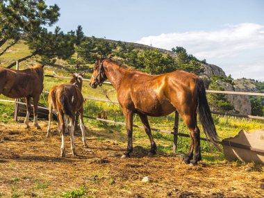 Bazı atlar sıyrık gökyüzüne karşı dağ yaz sahada ot yemek