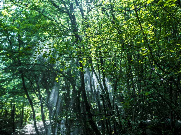 Journée Ensoleillée Été Dans Forêt Gouttes Pluie Sur Soleil — Photo