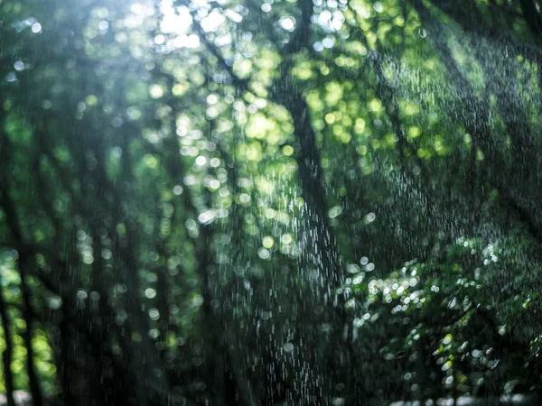 Тіні Літньому Лісі Дощ Наливають Між Деревами Сонячні Промені Сонячний — стокове фото