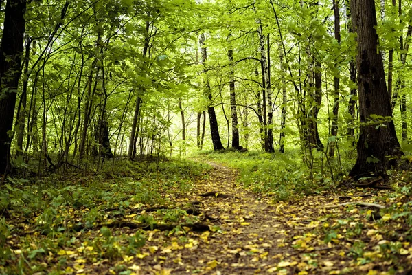 autumn trees in the forest with yellow fallen leaves concept