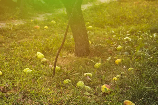 Впали груші плоди під деревом, що лежить на траві в саду д — стокове фото