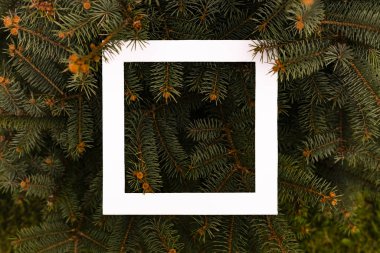 yaratıcı düz yatıyordu beyaz kare çerçeve Çam ağaç dalları üzerine Sunni Noel kavramı kopya alanı d ile ağaç.