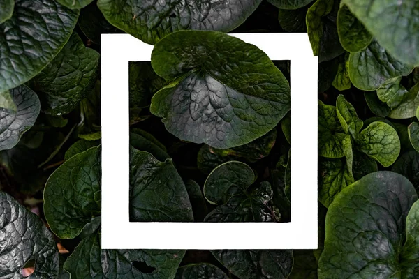 Kreatív ötlet koncepció lapos feküdt, trópusi levelek és virágok másol hely tervezés d fehér kerettel — Stock Fotó