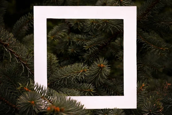 Criativa plana leigos quadro quadrado branco no topo de galhos de madeira de pinho, conceito de árvore de christmass com espaço de cópia d — Fotografia de Stock