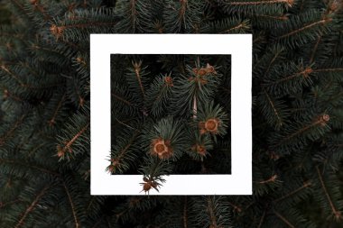 karanlık moody çam ağacı desen beyaz kare çerçeve yaratıcı tasarım kavramı f ile düz düzen