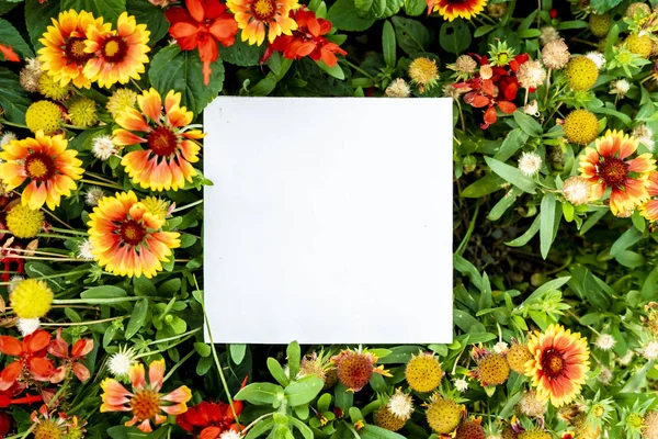평평 하다 색 꽃 식물 복사 공간 흰색 프레임 f — 스톡 사진