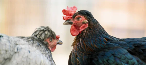 Gros plan photo de coq domestique ou de poulet dans le zoo, oiseaux de bétail — Photo