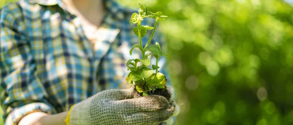 Kvinnans händer hålla unga växt gro i trädgården, New Life Concepts — Stockfoto
