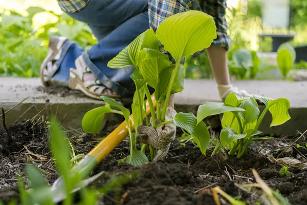 Fermer les mains d'un jardinier dans des gants replanter de jeunes pousses — Photo