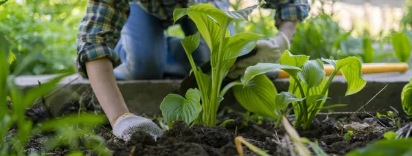 Menutup tanaman dekoratif perempuan dengan daun besar di tanah — Stok Foto