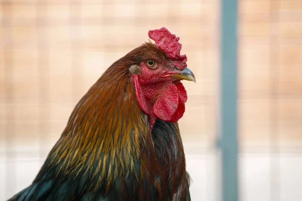 Gros plan photo de coq domestique ou de poulet dans le zoo, oiseaux de bétail — Photo