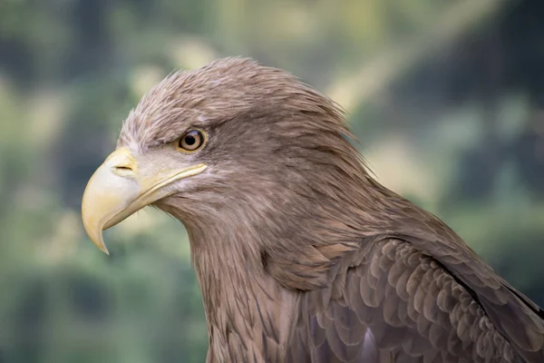 Portrait of wild dangerous strong eagle sit on a branch, wildlifes — Stock Photo, Image