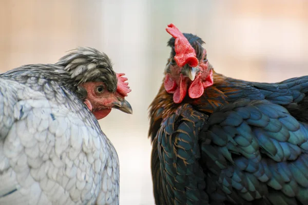 Gros plan photo de coq domestique ou de poulet dans le zoo, oiseaux de bétail — Photo