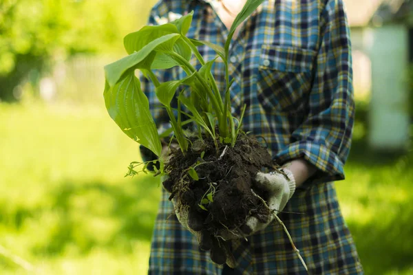 Tangan dekat dari seorang pekerja kebun dalam sarung tangan menanam tunas muda — Stok Foto