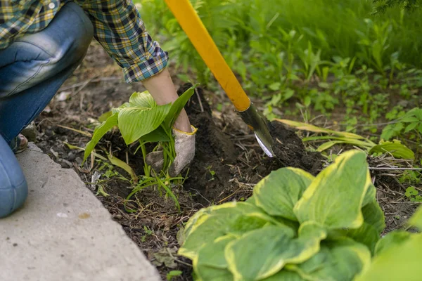 Gros plan femelle plantation plante décorative avec d'énormes feuilles dans les sols — Photo