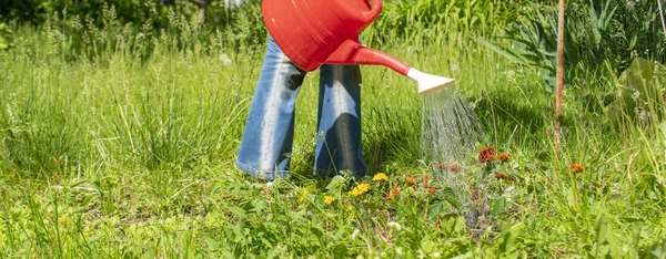 female gardener pour water on the grass with the sprinkler or watering can at the summer farms