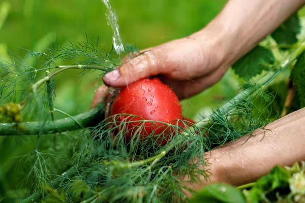 농부 손 물 튀김과 정원에서 녹지 허브와 채소를 세척 — 스톡 사진