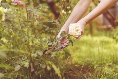 sera işçisi makasla çiçek bitkileri keser
