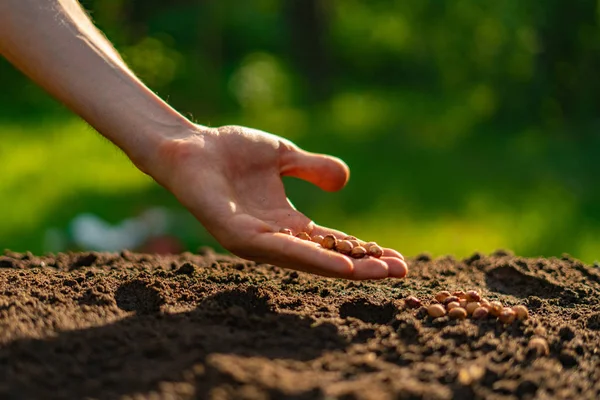 Tangan petani kotor menempatkan benih tanaman dalam lubang di tanah — Stok Foto
