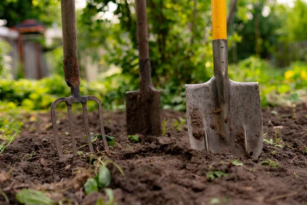 Insatt spade och Pitchfork i marken i trädgården — Stockfoto