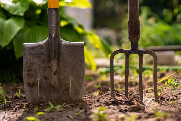 Insatt spade och Pitchfork i marken i trädgården — Stockfoto