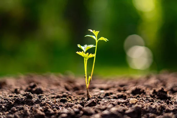 Kleine junge Triebe, die im Boden im Garten wachsen, Ökologie und Umweltkonzept — Stockfoto
