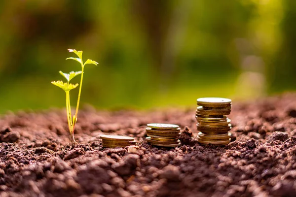 Trzy stosy monet w glebie w pobliżu małych kiełków roślinnych, gospodarki i koncepcji pieniądza — Zdjęcie stockowe