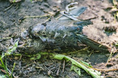 Üzerinde sinekler olan ölü siyah kuş, çevre kirliliği ve sorun konsepti