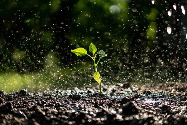 small young plant sprout under the strong heavy rain