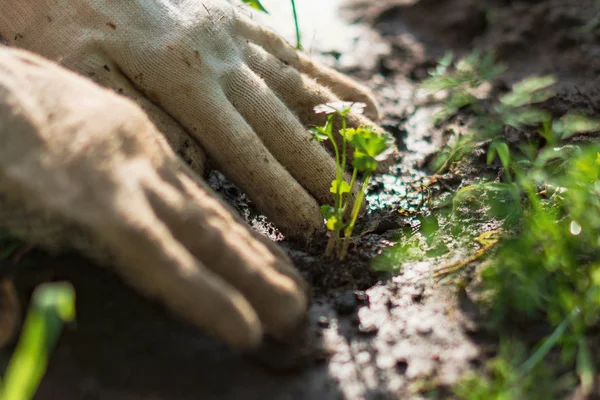 Les mains des agriculteurs prennent soin et protègent les jeunes pousses dans le sol — Photo