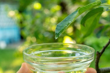 cam uçucu yağ damla, cilt bakım tıp kavramı