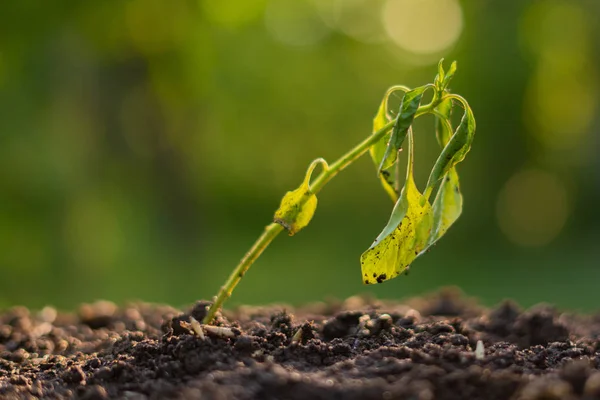 Germinado marchito moribundo en la tierra, climas de temporada de sequía —  Fotos de Stock