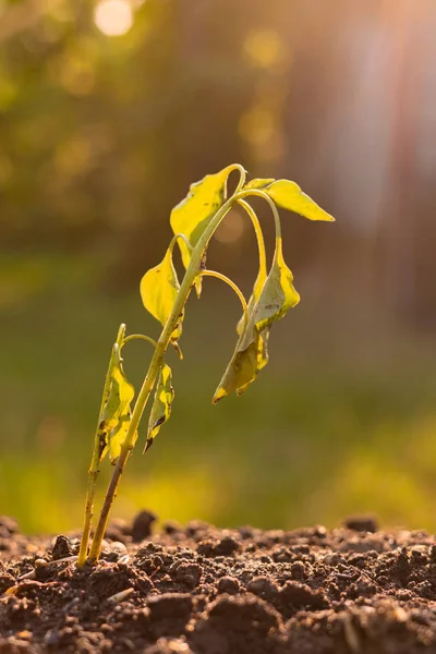 Sterbende verwelkte Keime in der Erde, Klimazonen der Dürrezeit — Stockfoto