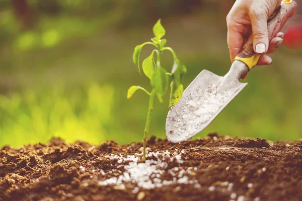 Mettre de la mousse d'engrais ou du poison dans la pelle dans le sol sous de petites plantes — Photo