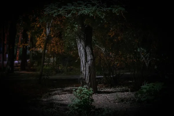 暗い気分の夜霧の森の木、恐怖と怖い概念 — ストック写真