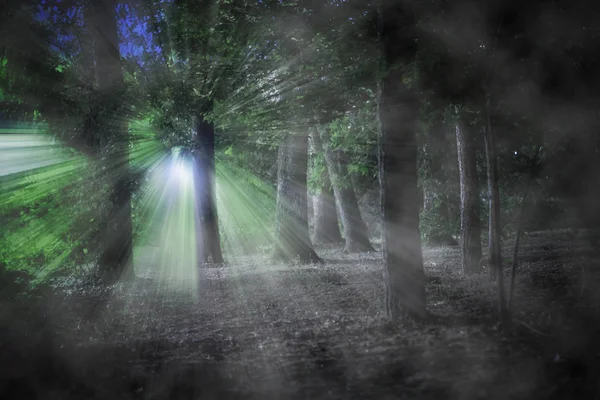 Темні нічні туманні лісові дерева, жахи і страшні концепції — стокове фото