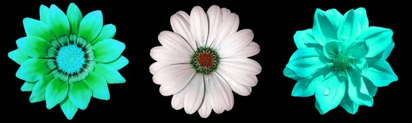 Trzy niesamowite piękne białe kwiaty na pocztówce lub powierzchni list. — Zdjęcie stockowe