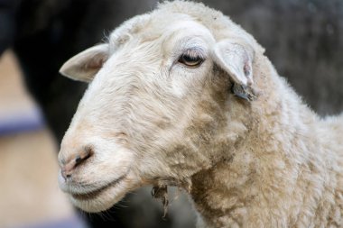 hayvanat bahçesi veya çiftlikte bir kalem genç yerli koç veya koyun, bahar mevsimi