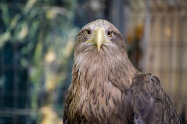 vahşi tehlikeli güçlü kartal portresi bir dal, yaban hayatı üzerinde oturup