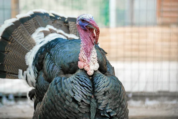 Foto de cerca de la fea cabeza de pavo macho doméstico con piel roja y plumas rojas — Foto de Stock