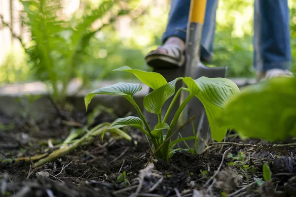 Femme travaillant dur dans la cour de son chalet avec pelle, plantation dans les sols — Photo