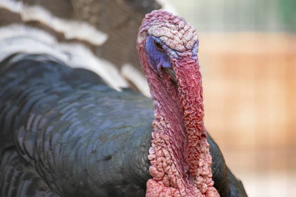 close up photo of ugly domestic male turkey head with red skin and red featherss