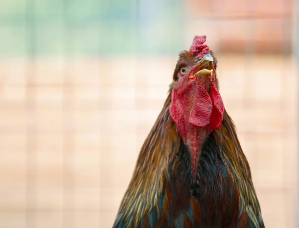 Gros plan photo de coq domestique ou de poulet dans le zoo, oiseaux de bétail — Photo