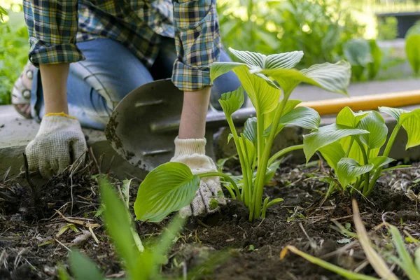 Fermer les mains d'un jardinier dans des gants replanter de jeunes pousses — Photo