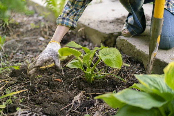 Gros plan femelle plantation plante décorative avec d'énormes feuilles dans les sols — Photo