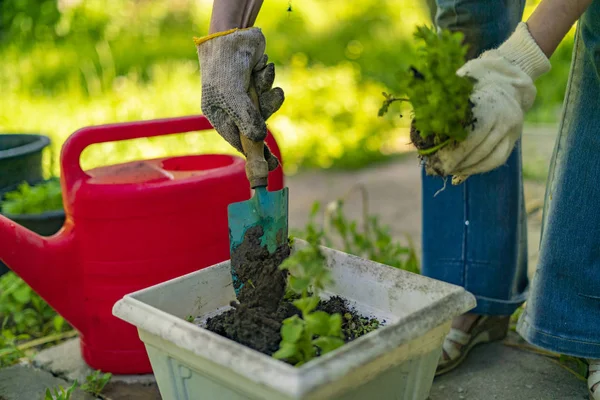 Mulher de meia idade trabalhando com vaso de solo com brotos plantados nas casas do quintal — Fotografia de Stock