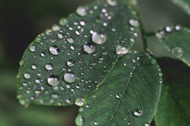 yağmur damlaları ile tropikal yağmur ormanları yaprakları, makro yakın görünümü, yağmur mevsimleri